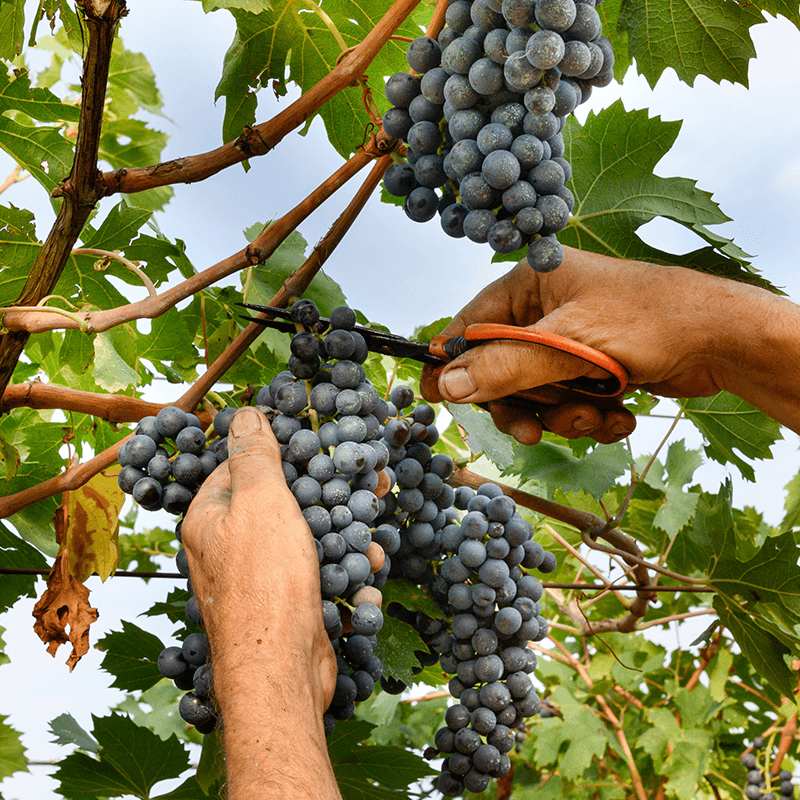 heraki_wines_homepage_4 heraki_wines_homepage_4