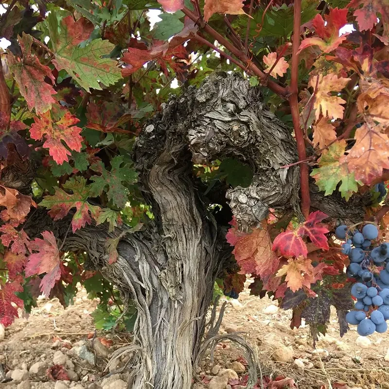 heraki_wines_homepage_6 heraki_wines_homepage_6